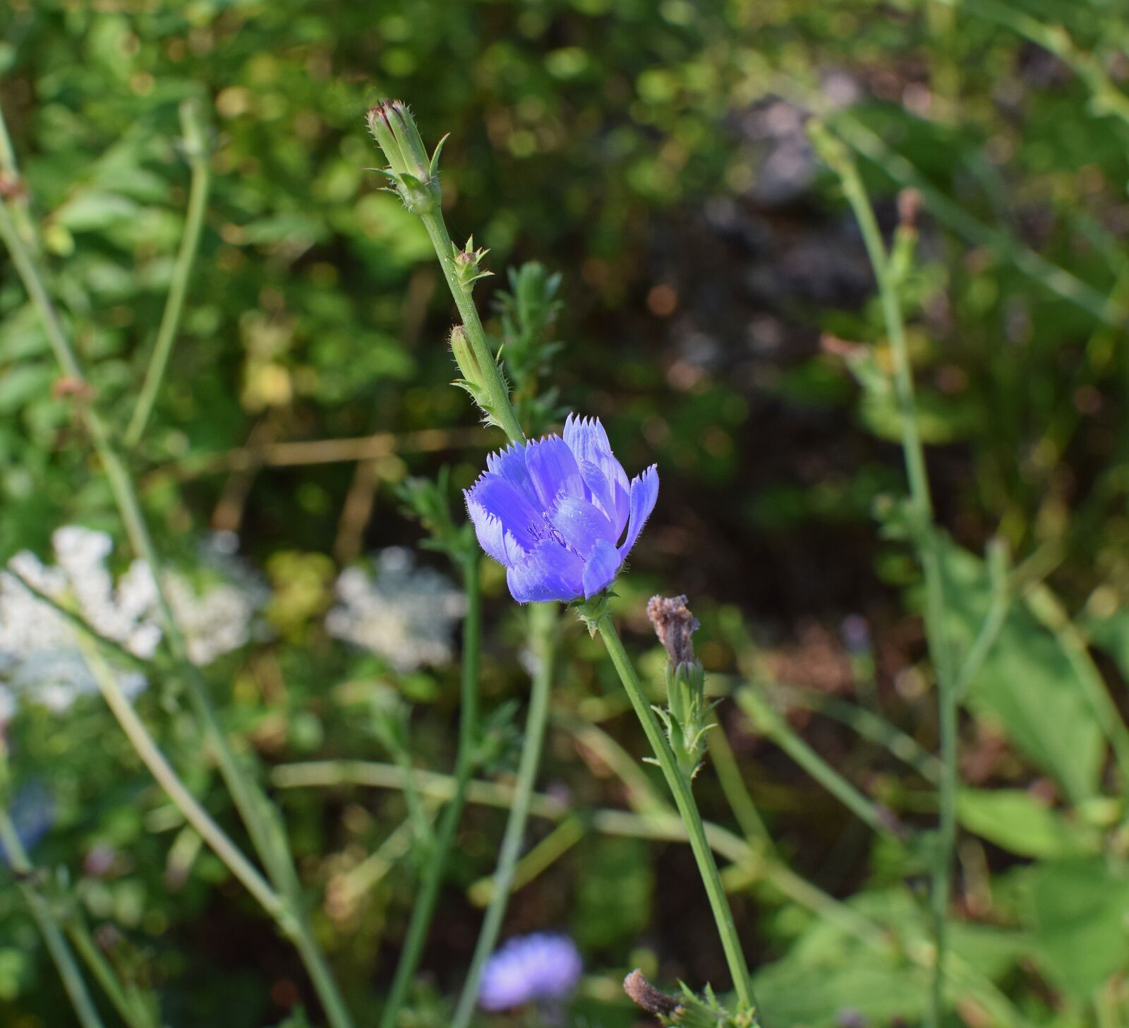 Nikon D3300 sample photo. Wild chicory opening, flower photography