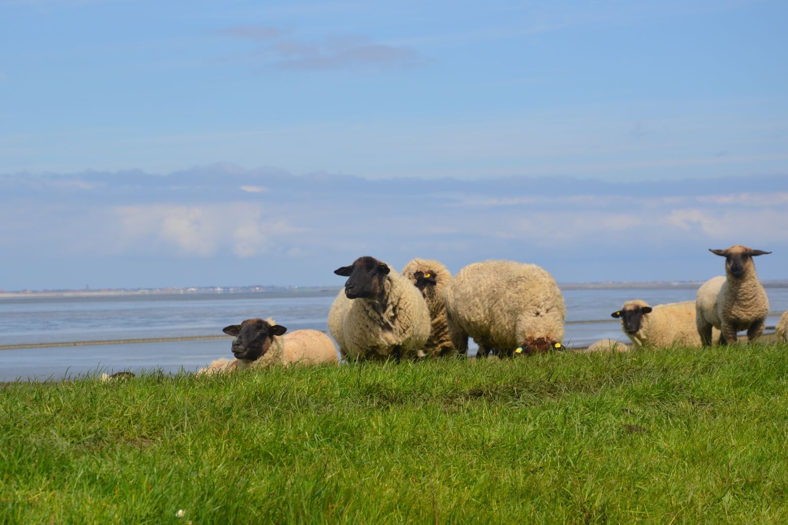 Nikon D5100 sample photo. Sheep, flock, flock of photography