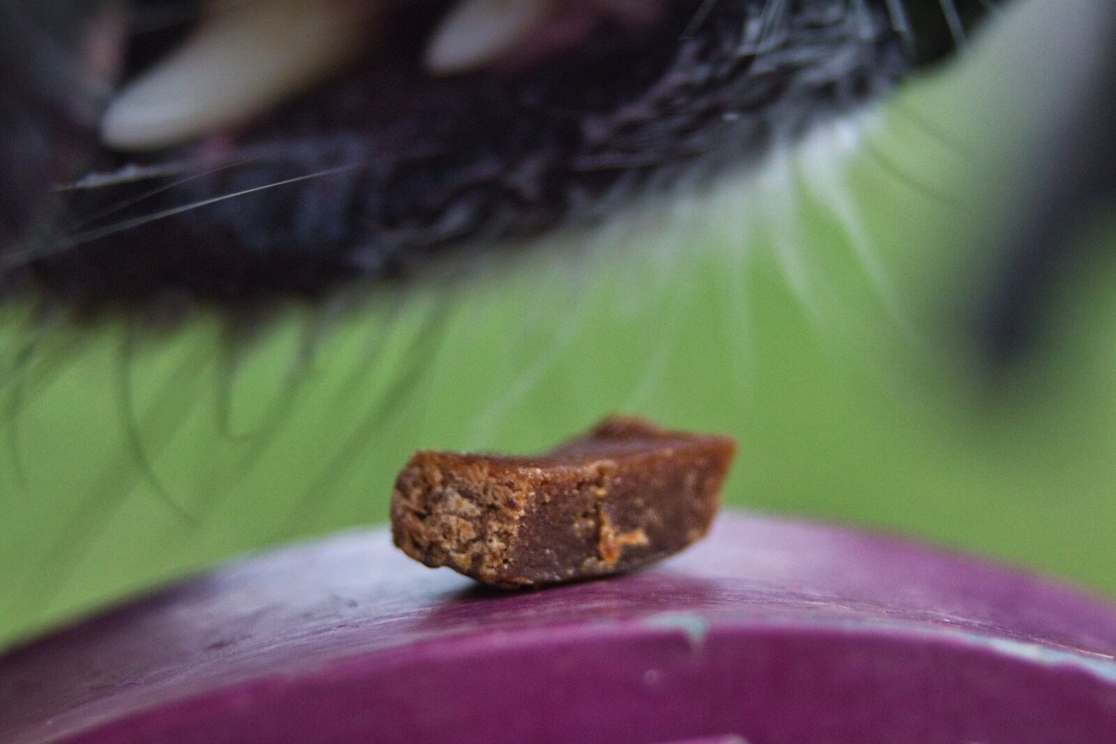 Canon EOS 700D (EOS Rebel T5i / EOS Kiss X7i) sample photo. Dog, dogfood, teeth photography