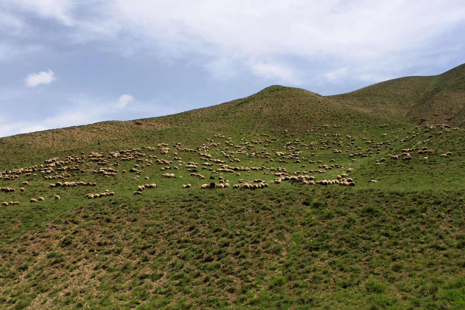 Canon EOS 500D (EOS Rebel T1i / EOS Kiss X3) sample photo. Nature, mountain, herd photography
