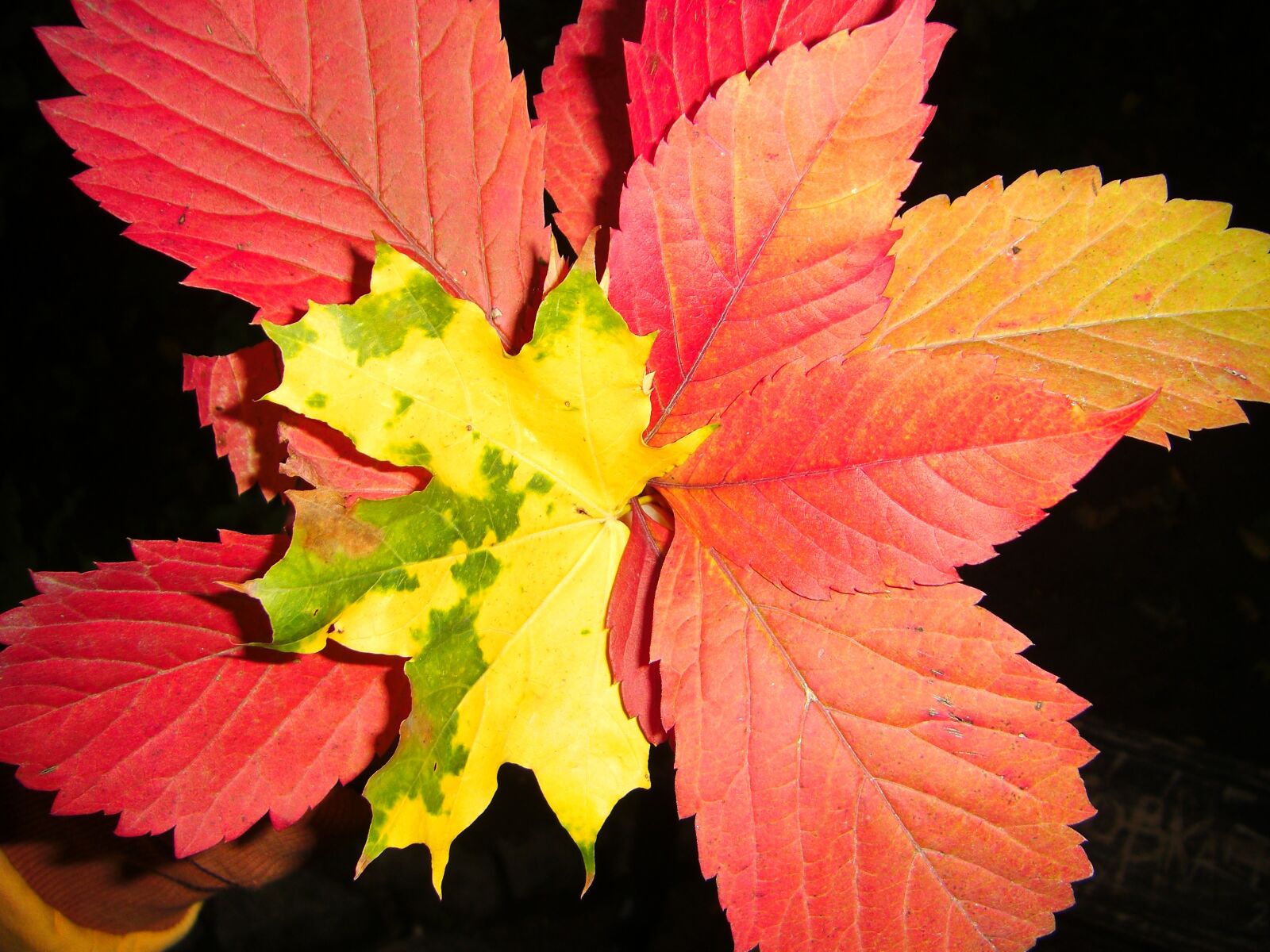 CASIO EX-V8 sample photo. Autumn, leaves, leaf photography