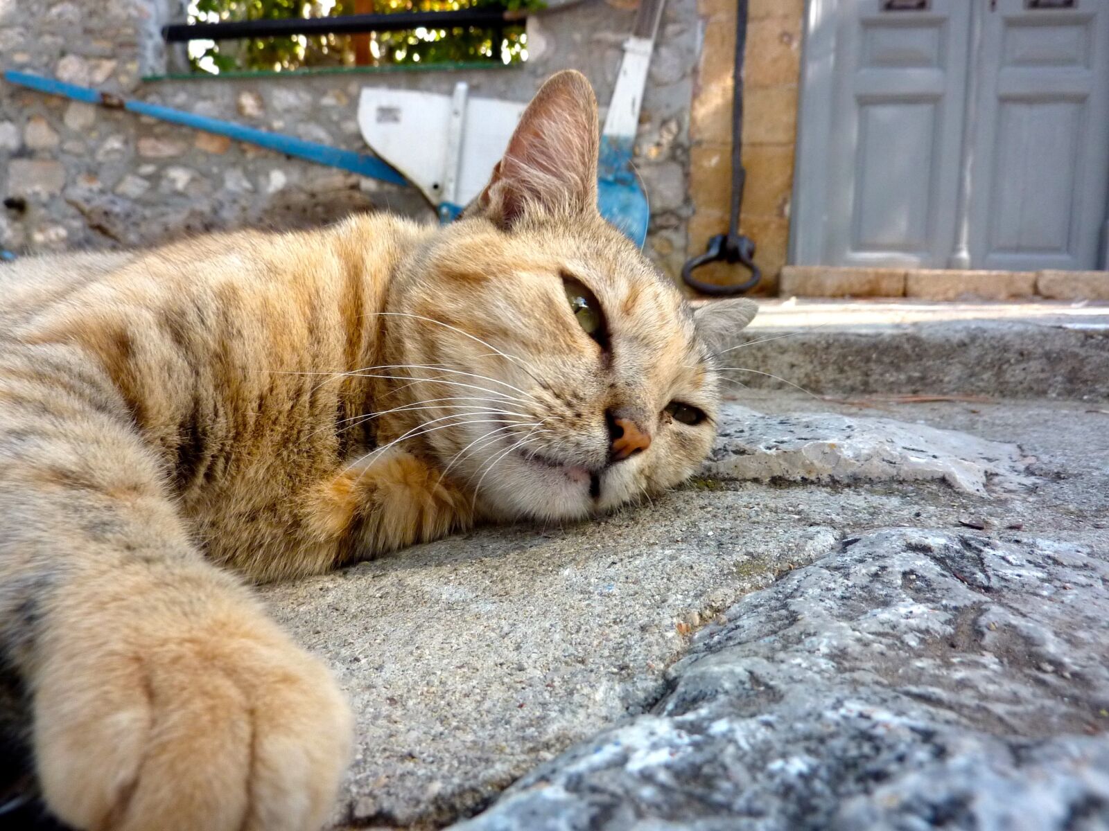 Panasonic Lumix DMC-ZS1 (Lumix DMC-TZ6) sample photo. Cat, greece, chill out photography