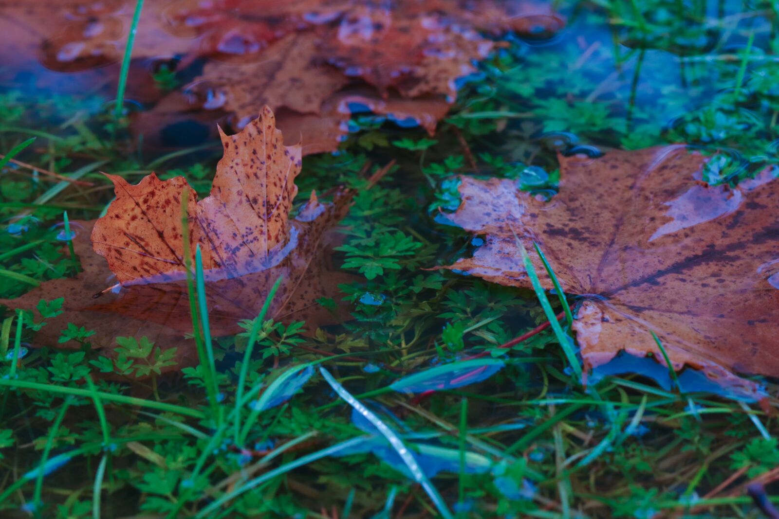 Canon EOS 7D Mark II sample photo. Leaves, autumn leaves, puddle photography
