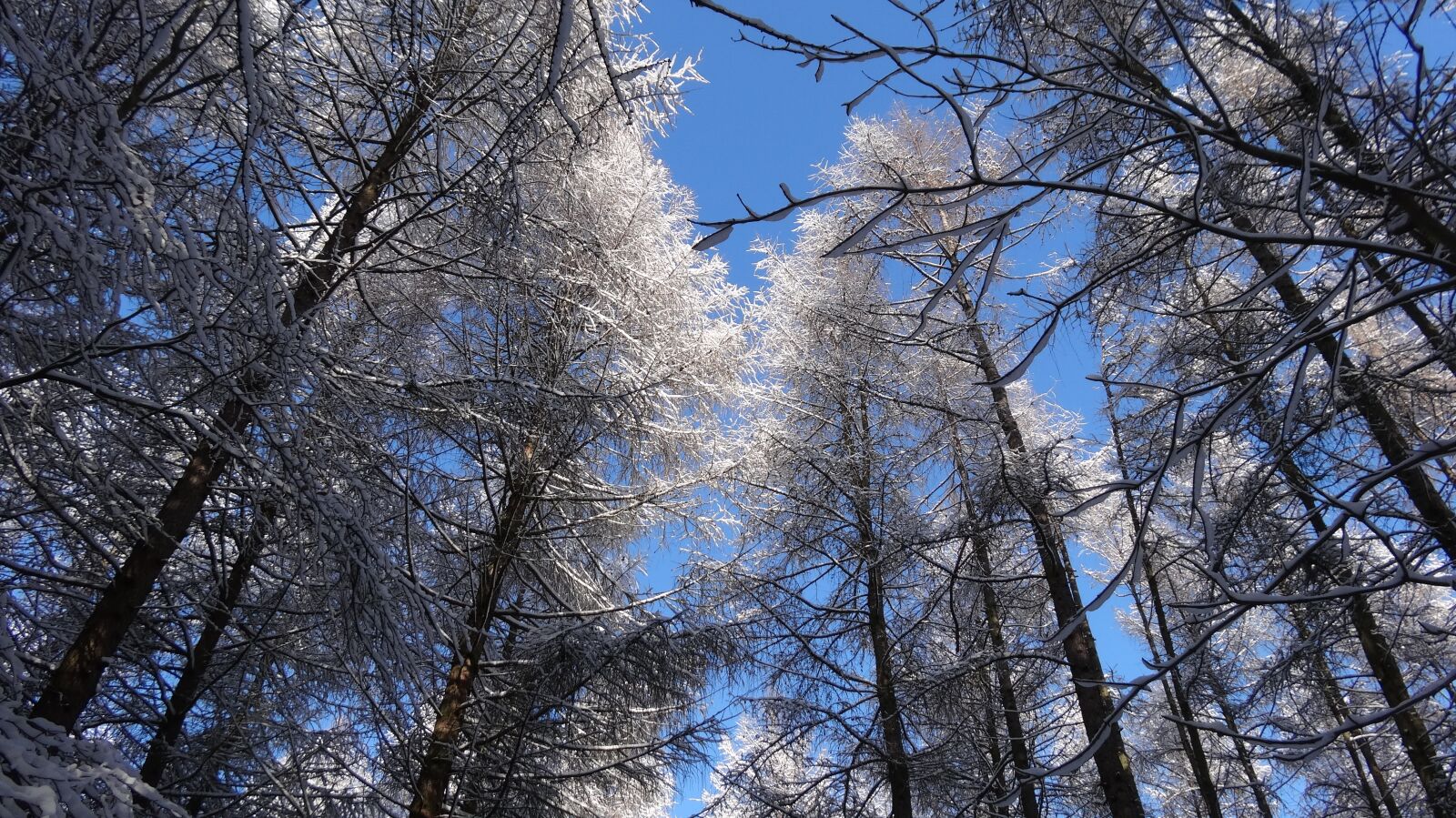 Sony Cyber-shot DSC-HX20V sample photo. Tree, forest, winter photography
