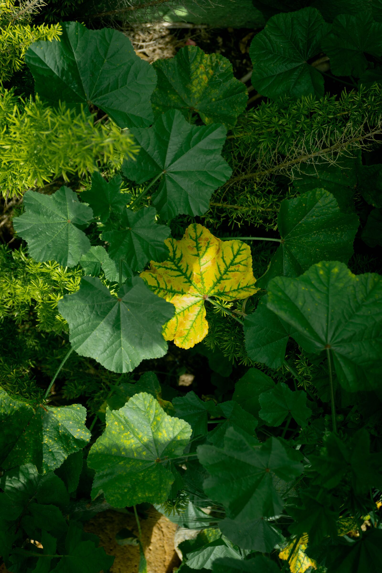 Sony a6000 sample photo. Green, yellow, plants photography