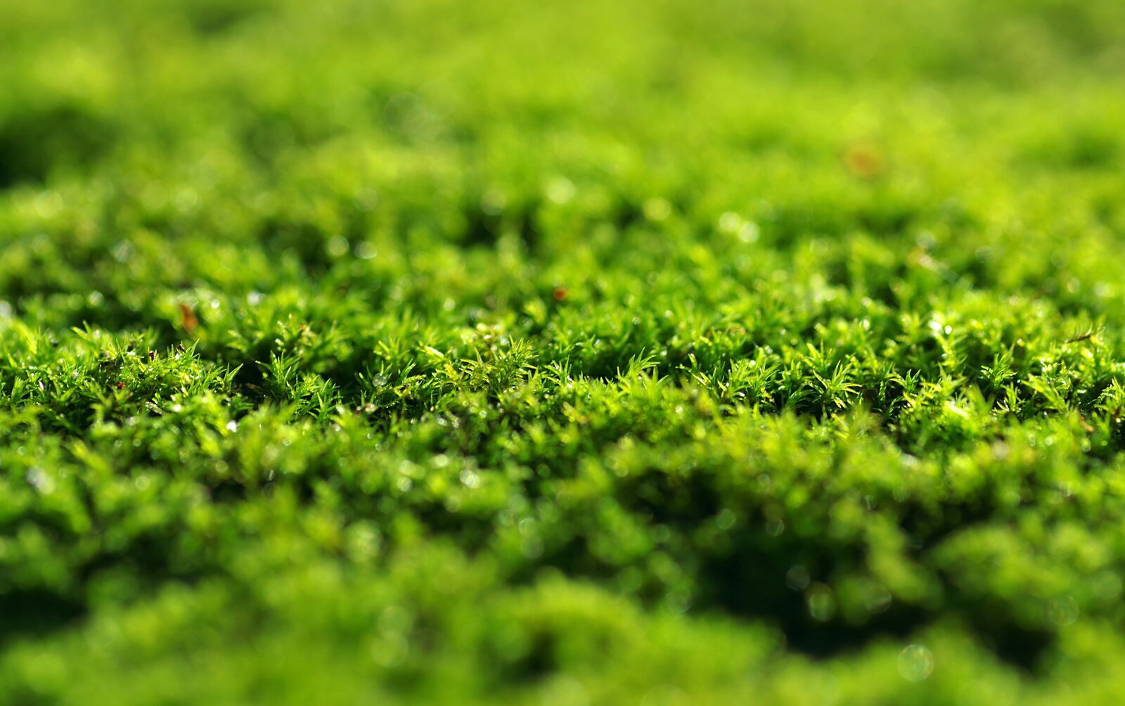 Pentax K-S2 sample photo. Moss, green, dashing photography