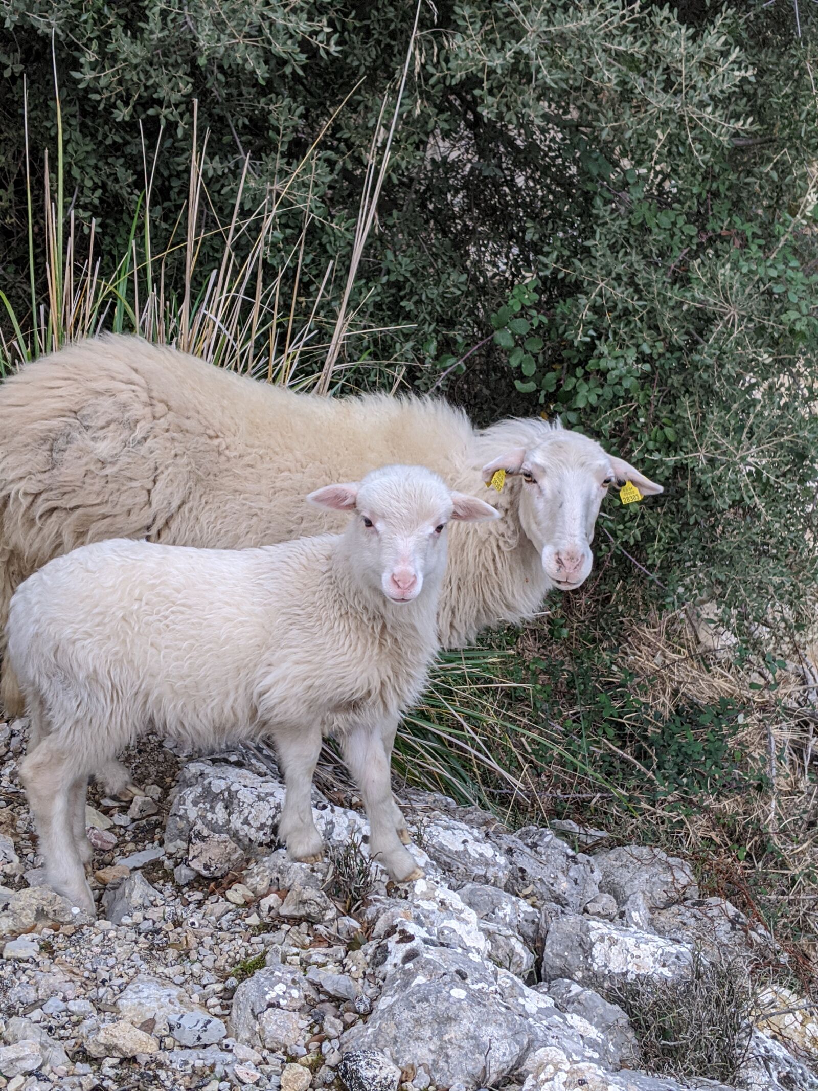 Google Pixel 3a sample photo. Sheep, nature, mother and photography