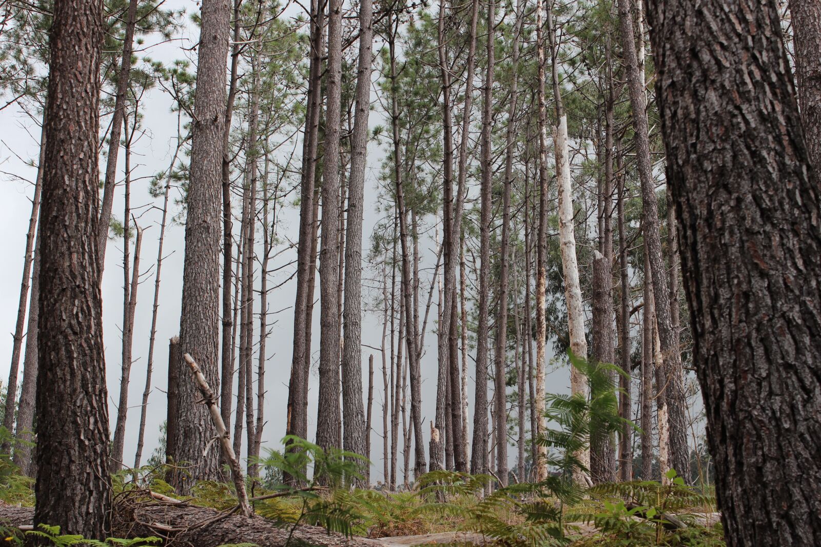 Canon EOS 600D (Rebel EOS T3i / EOS Kiss X5) sample photo. Pine trees, madeira, forest photography