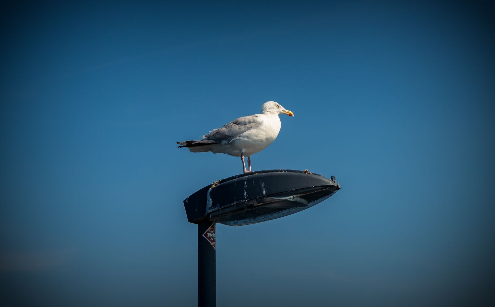 Sony a7 II + Sony FE 28-70mm F3.5-5.6 OSS sample photo. Gull, bird, coast photography
