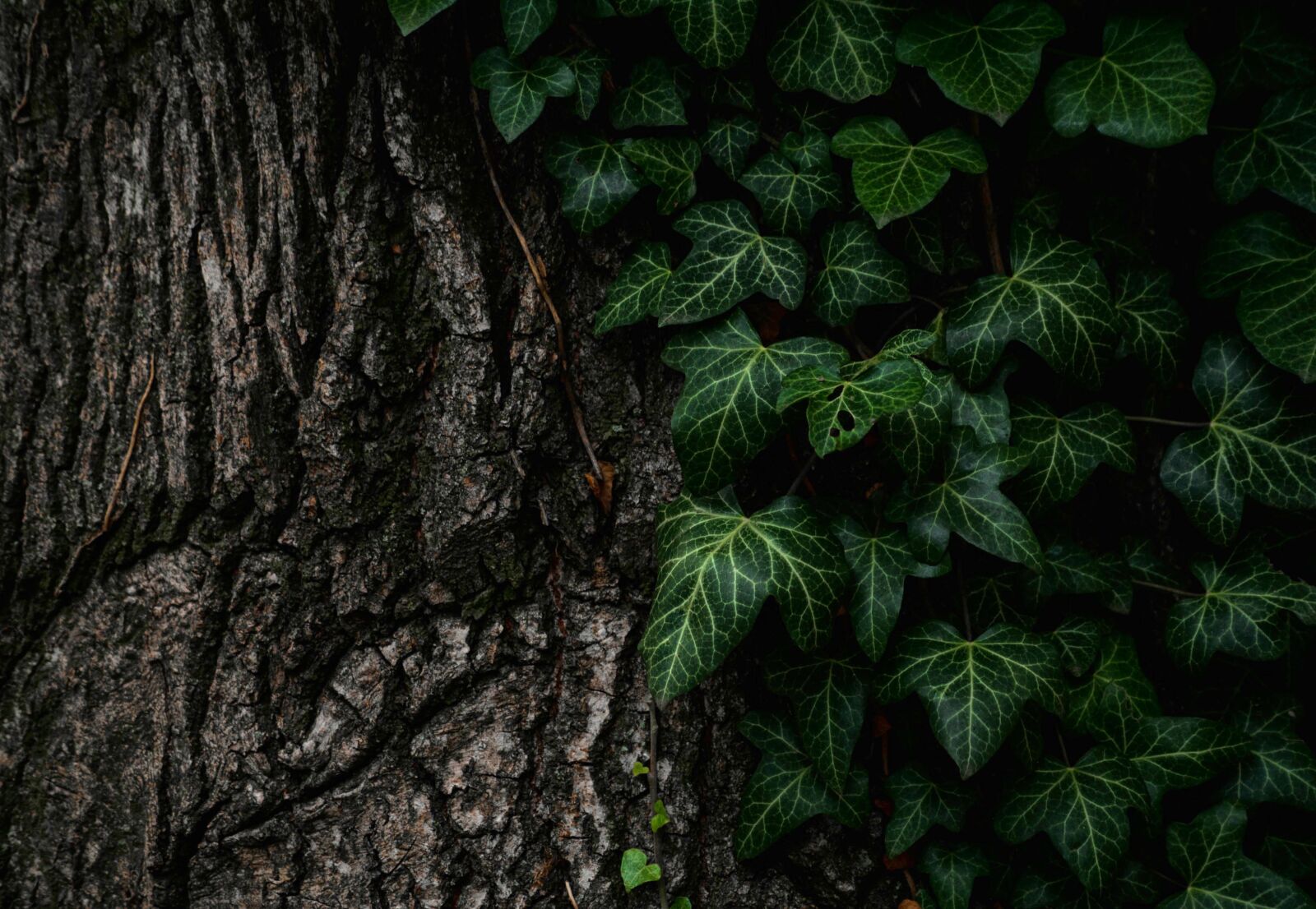 Sony Alpha DSLR-A100 sample photo. Leaves, nature, plant photography