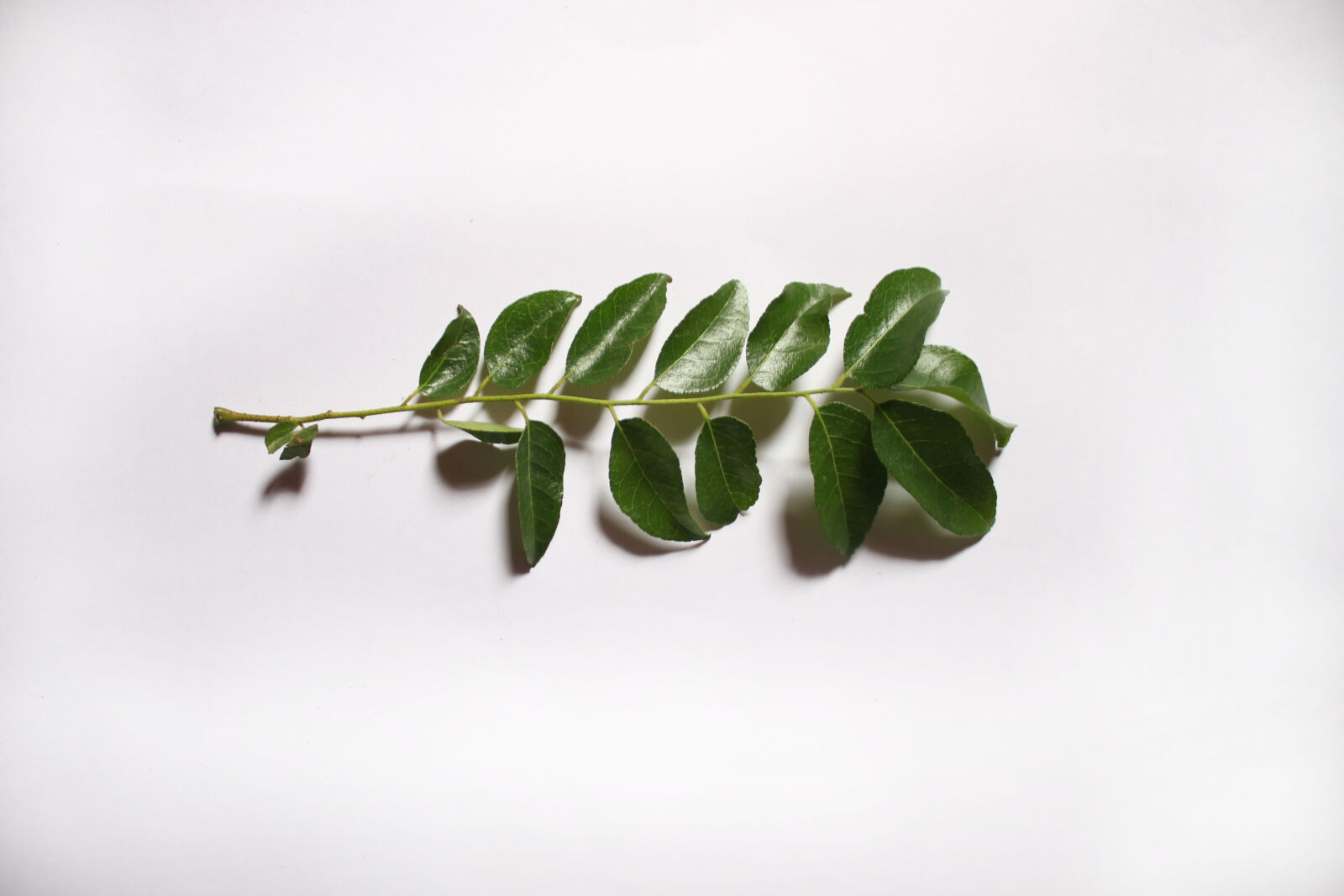 Canon EOS 700D (EOS Rebel T5i / EOS Kiss X7i) sample photo. Branch, curry, leaves photography