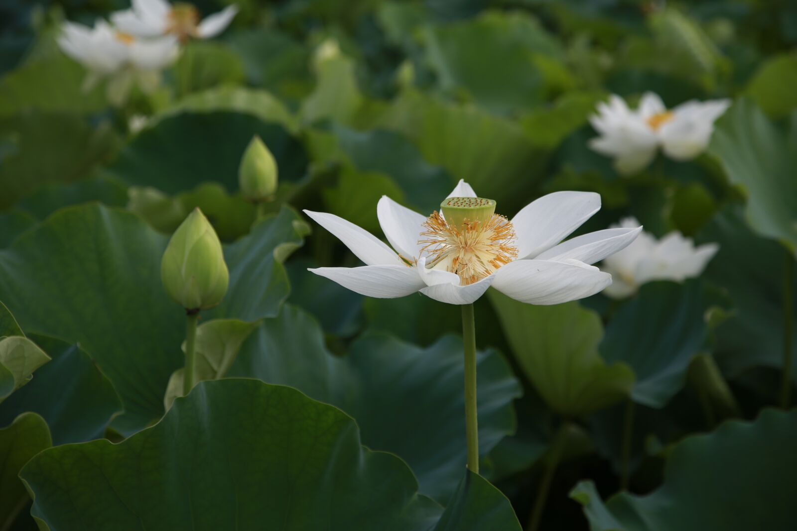 Canon EOS 6D + Canon EF 24-105mm F4L IS USM sample photo. Lotus, flowers, water lilies photography