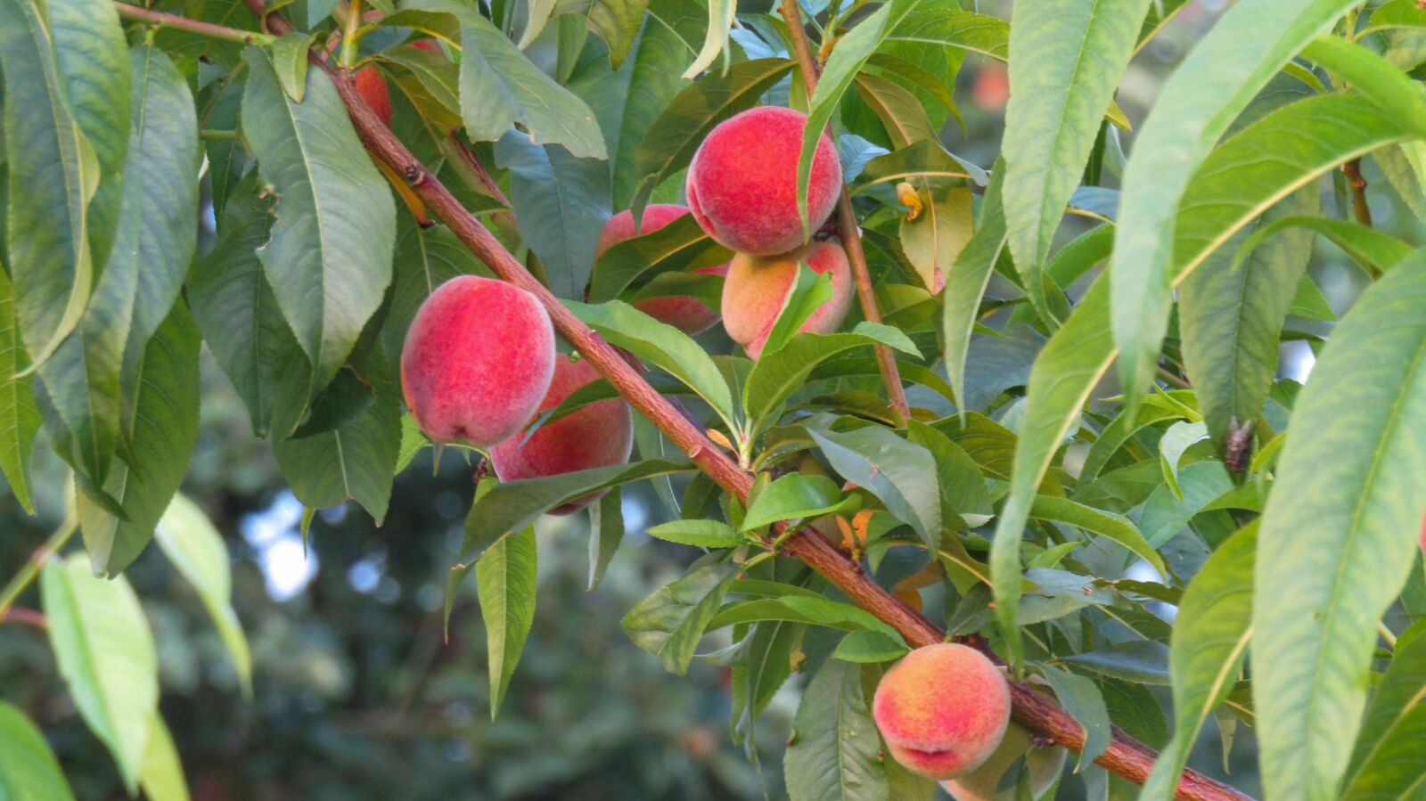Canon POWERSHOT SX432 IS sample photo. Peach, fruits, tree photography