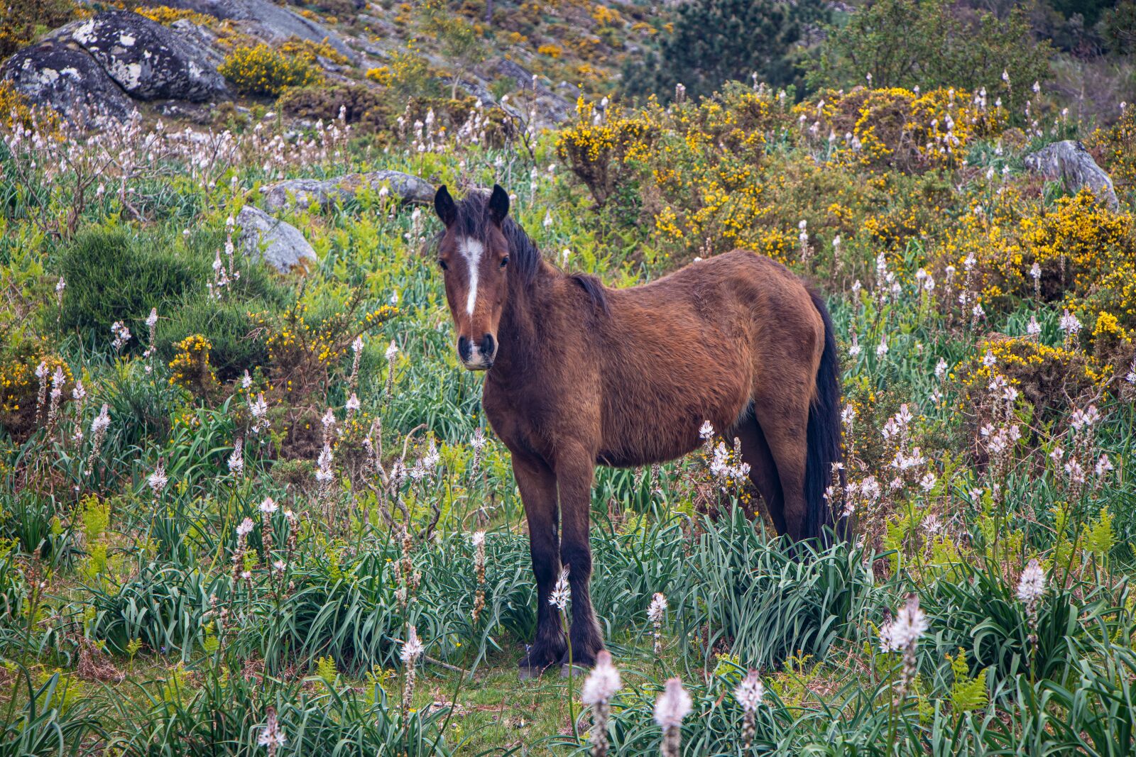 Canon EOS 80D sample photo. Portugal, horse, wild horse photography