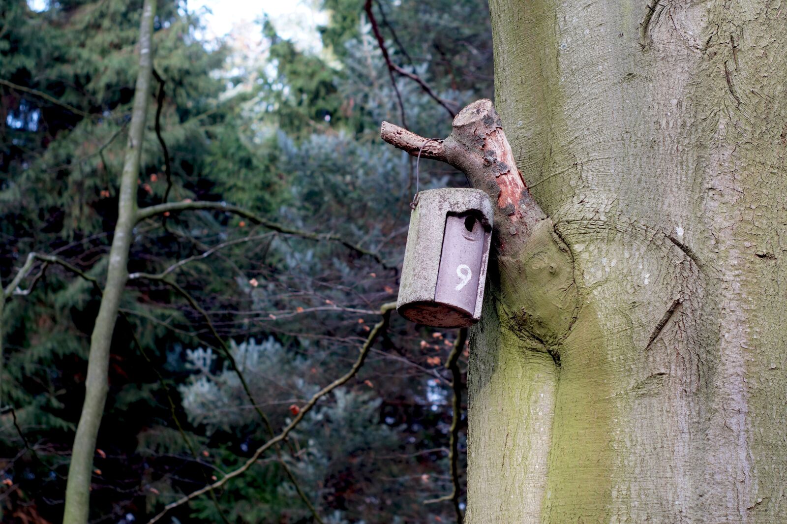 Sony SLT-A58 sample photo. Nesting box, aviary, forest photography