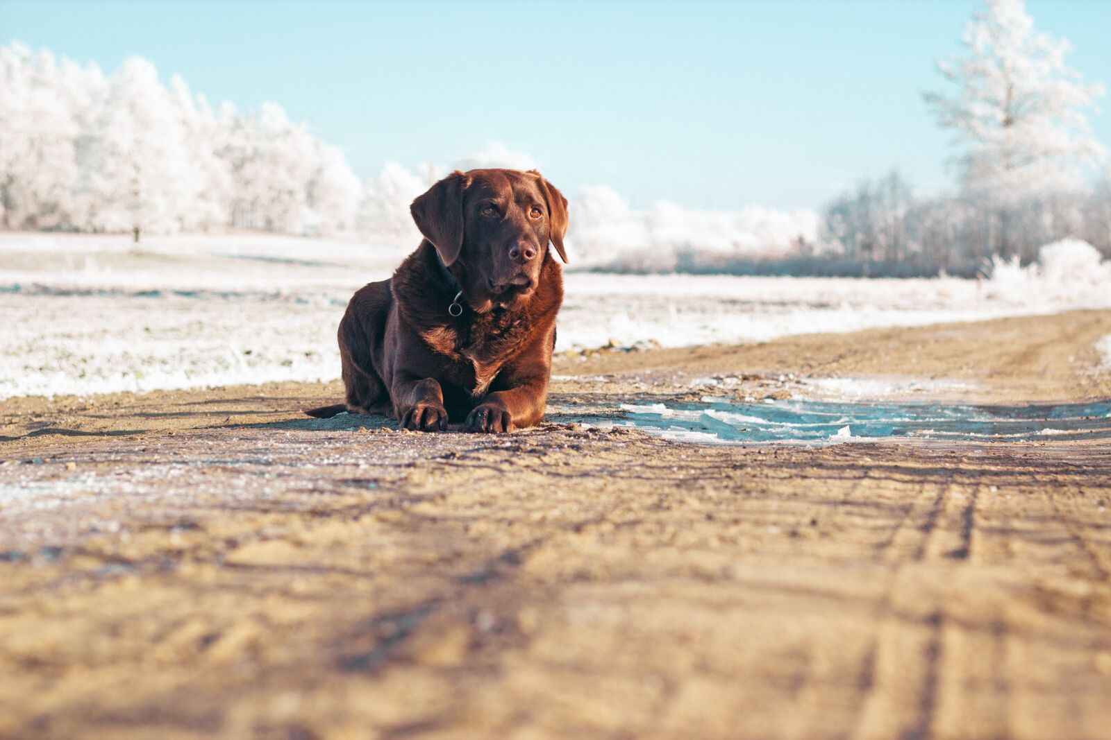 Canon EOS 600D (Rebel EOS T3i / EOS Kiss X5) + Canon EF 50mm F1.8 II sample photo. Dog, winter, snow photography