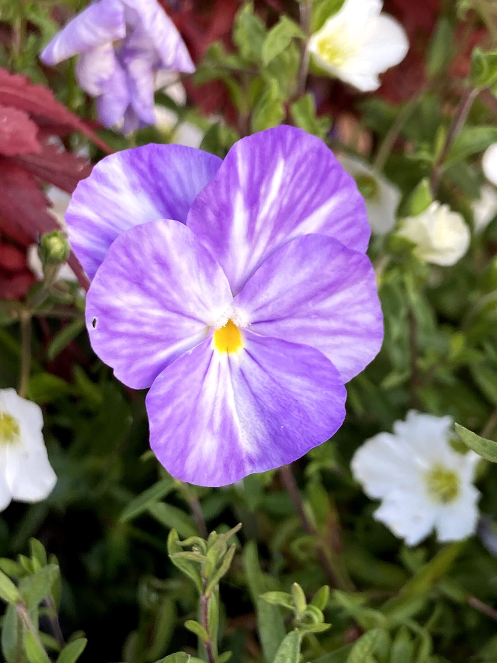 iPhone 11 back dual wide camera 4.25mm f/1.8 sample photo. Pansy, violet, pretty photography