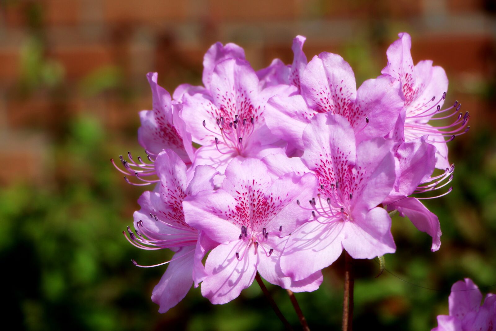 Canon EOS 650D (EOS Rebel T4i / EOS Kiss X6i) sample photo. Azalea, spring, azalea flowers photography