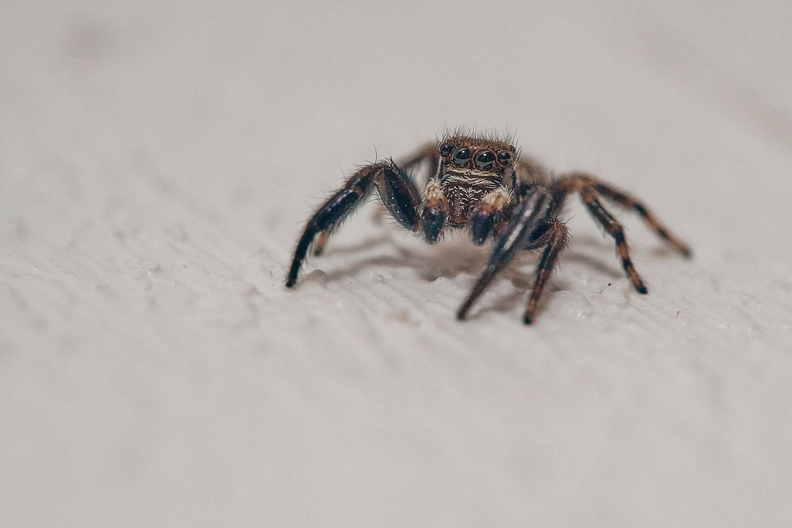 Olympus OM-D E-M1 sample photo. Spider, saltique, small photography