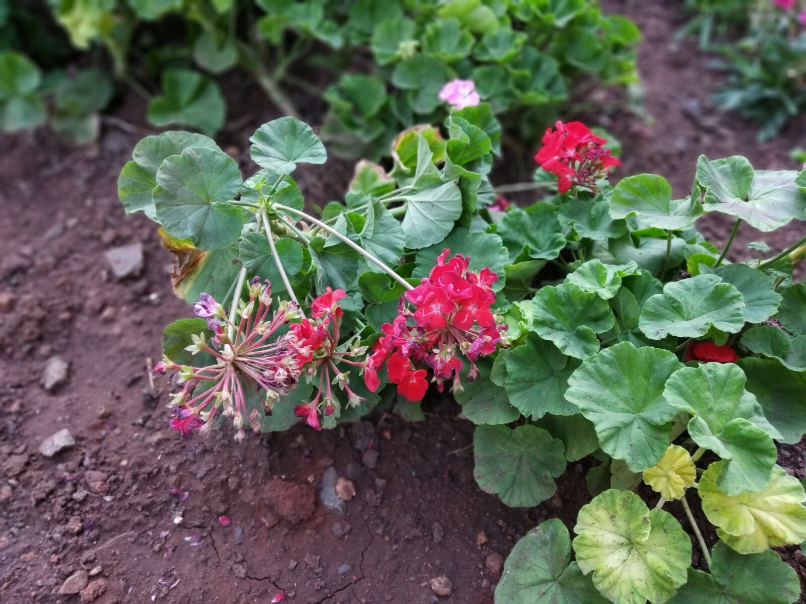 Xiaomi Redmi Y2 sample photo. Nature, flowers, garden photography