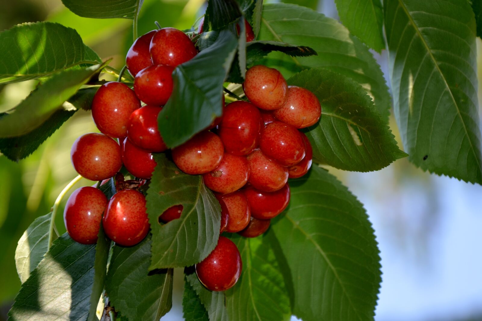Nikon D5100 sample photo. Cherries, red is sweet photography