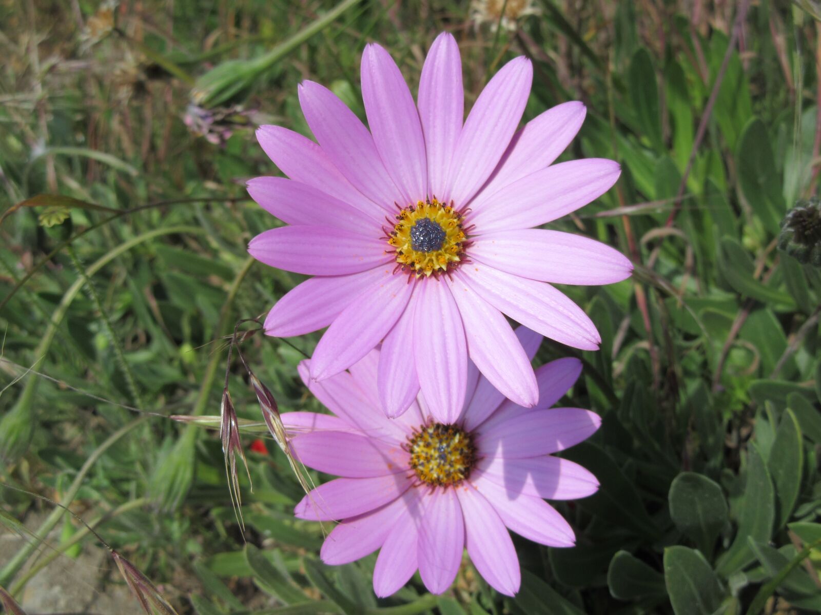 Canon PowerShot SX610 HS sample photo. Flower, daisy, lilac photography