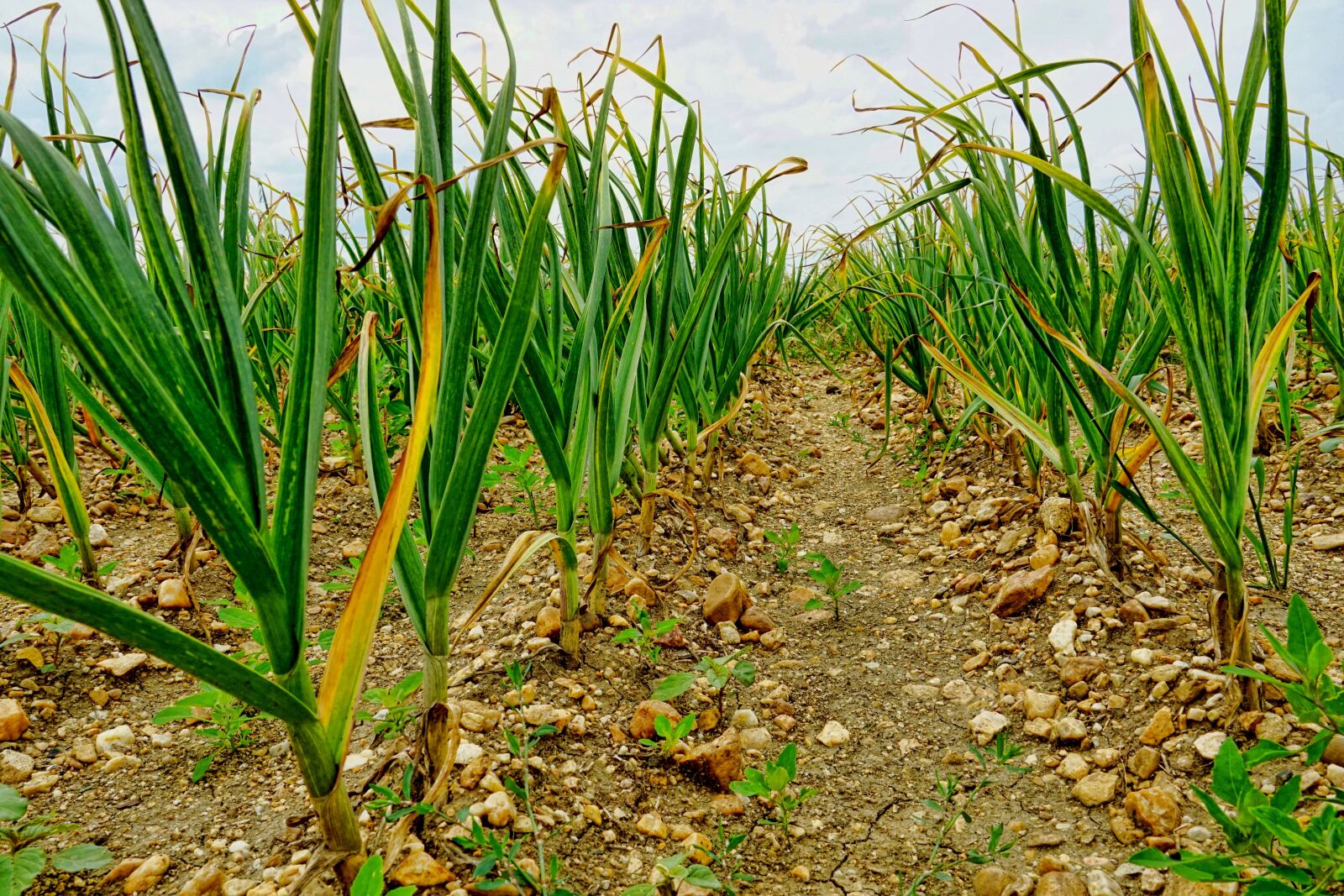 Sony E 18-135mm F3.5-5.6 OSS sample photo. Nature, agriculture, garlic field photography