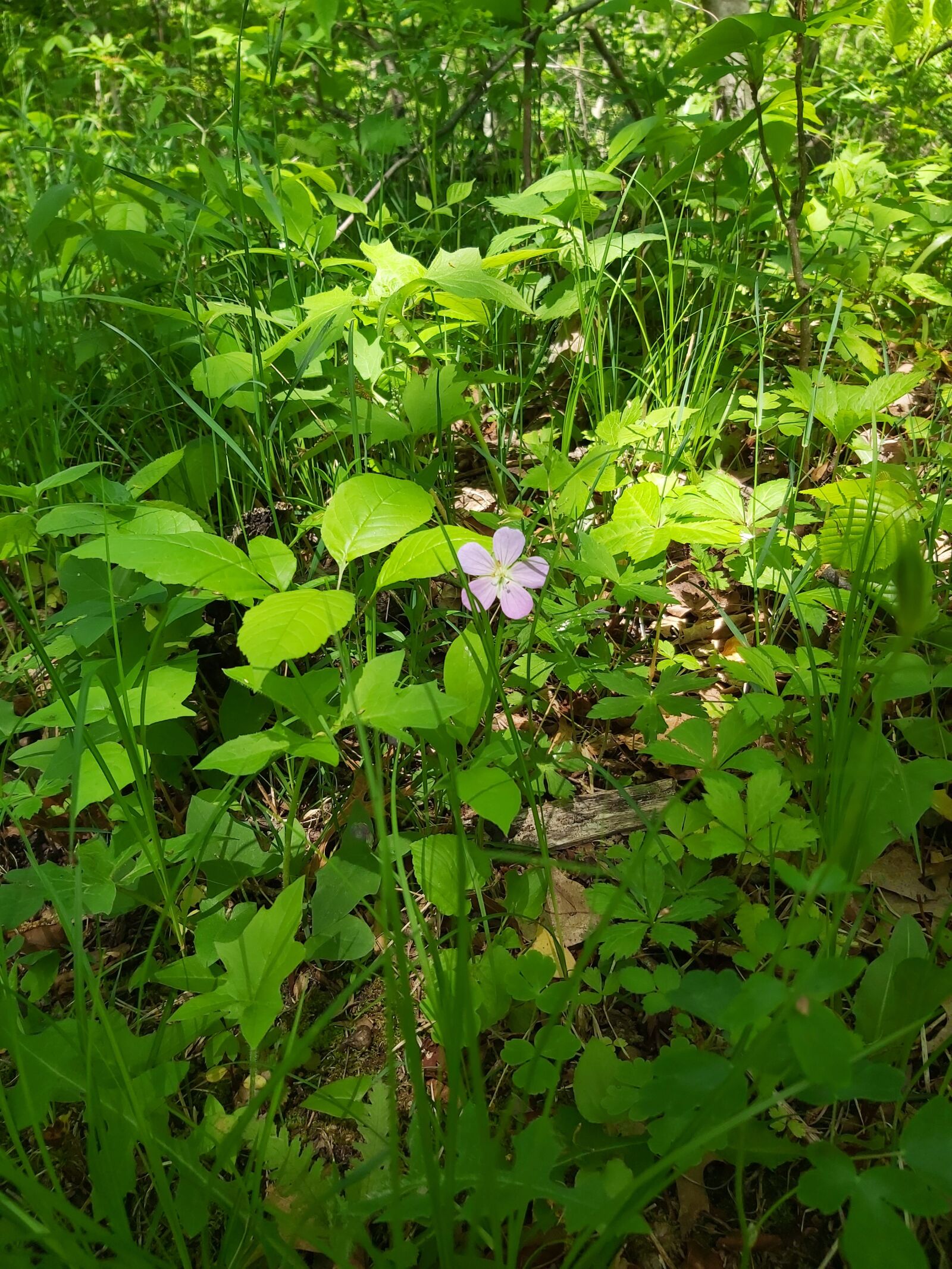 Samsung Galaxy A70 sample photo. Flower, green, nature photography