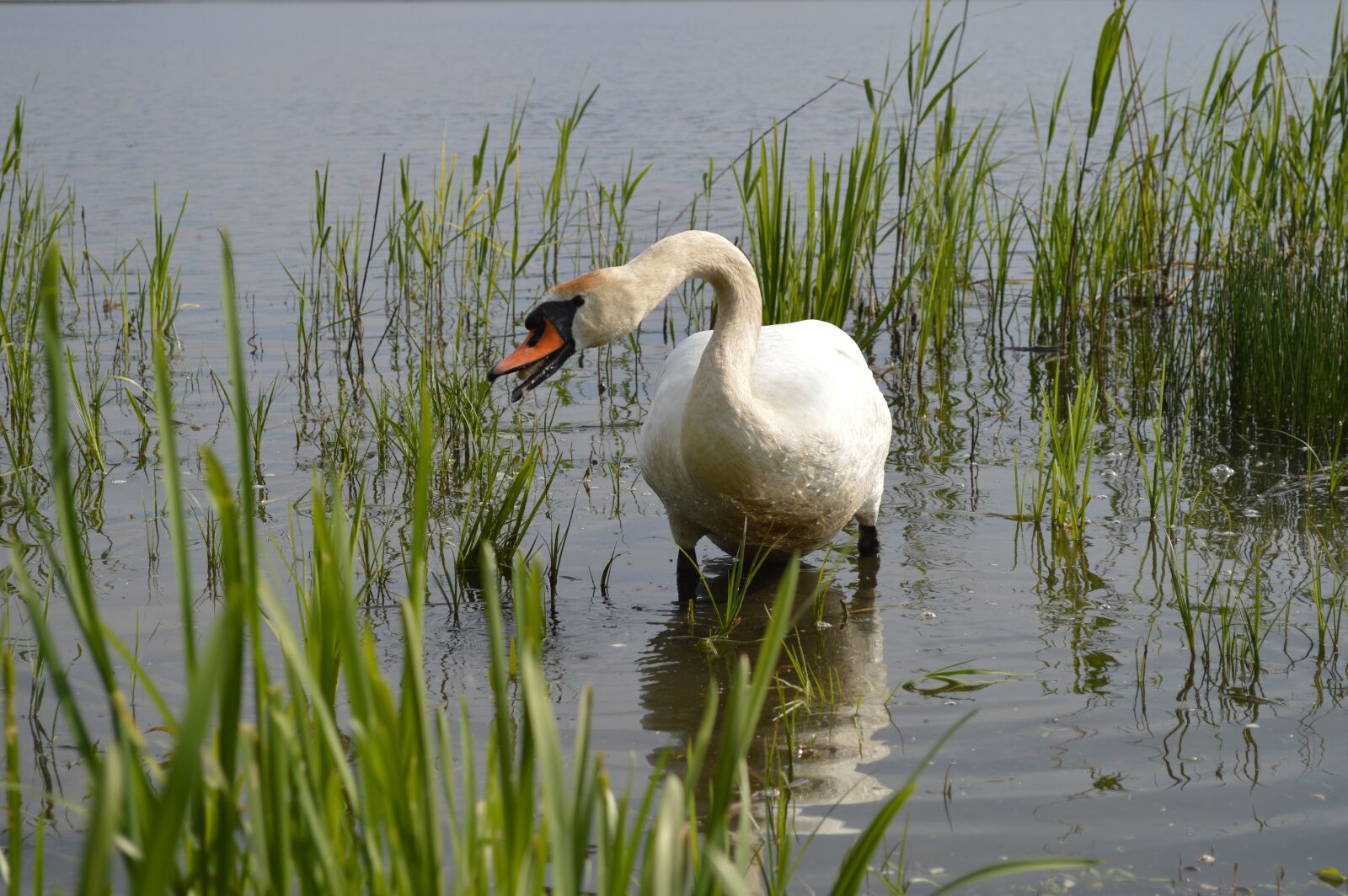 Nikon D3200 sample photo. Swan, water bird, animal photography