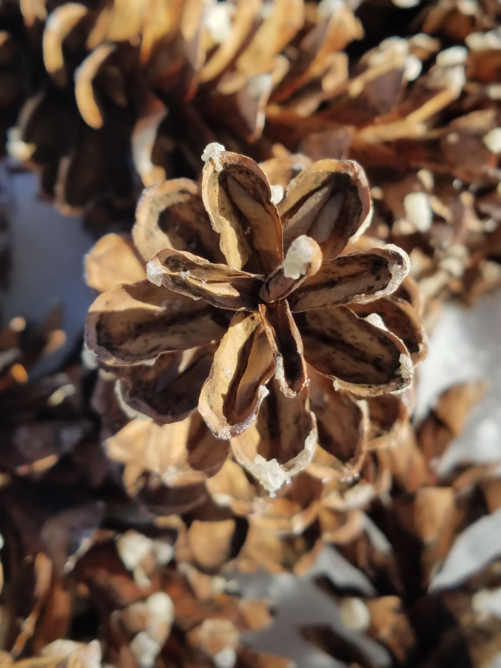 Samsung Galaxy S7 Edge sample photo. Pine cone, pinecone, snowy photography