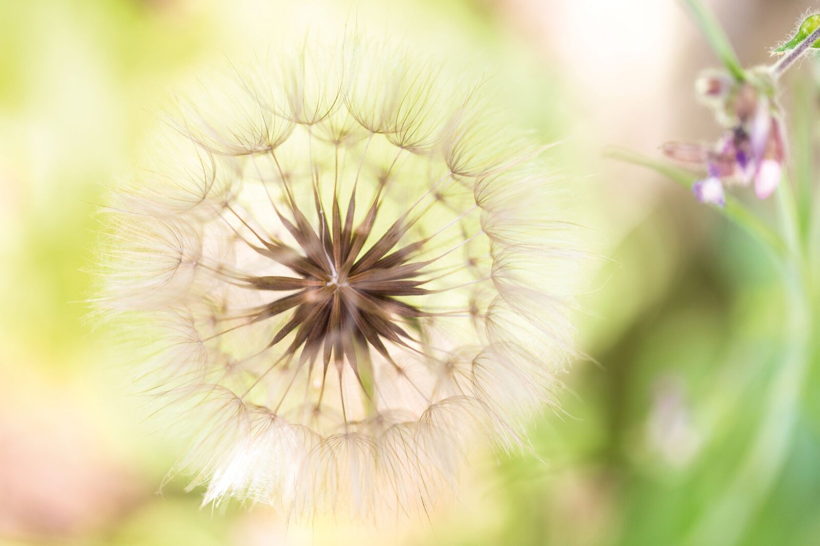 Canon EF 100mm F2.8L Macro IS USM sample photo. Dandelion, close up, nature photography