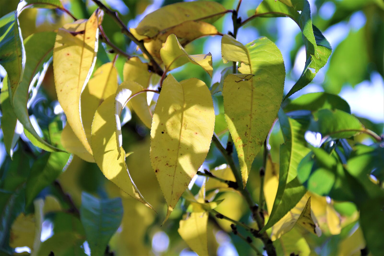 Canon EOS 700D (EOS Rebel T5i / EOS Kiss X7i) sample photo. Leaves, autumn, nature photography
