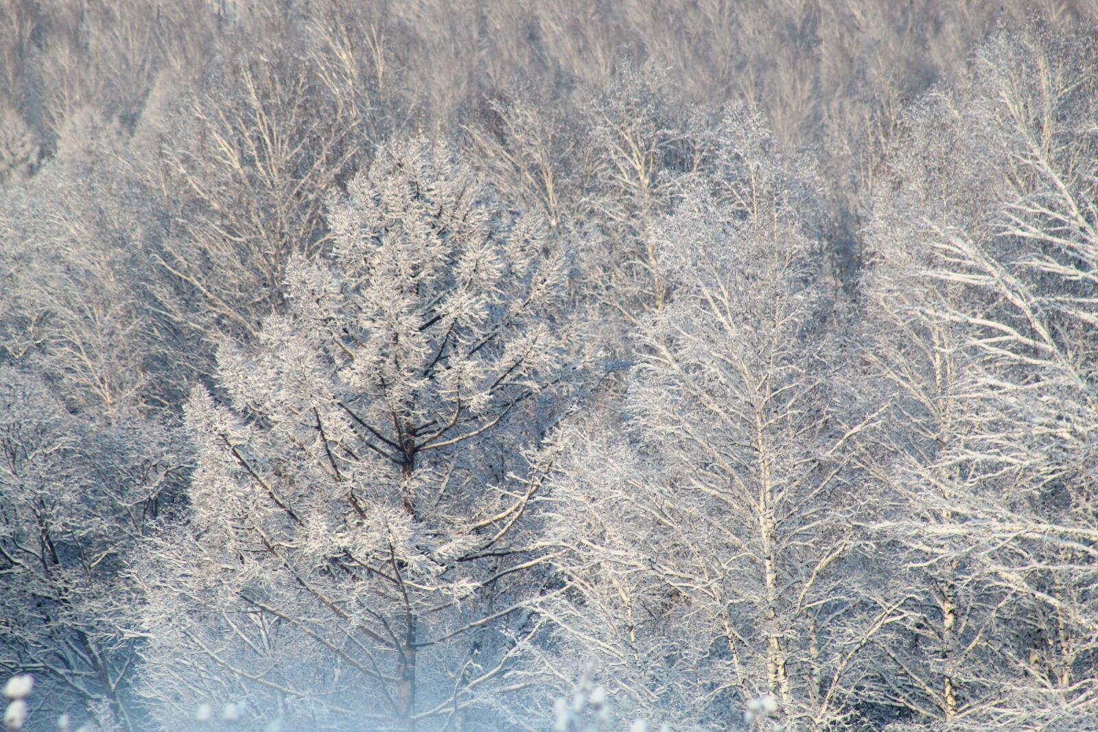 Canon EF 75-300mm f/4-5.6 USM sample photo. Winter, forest, snow photography