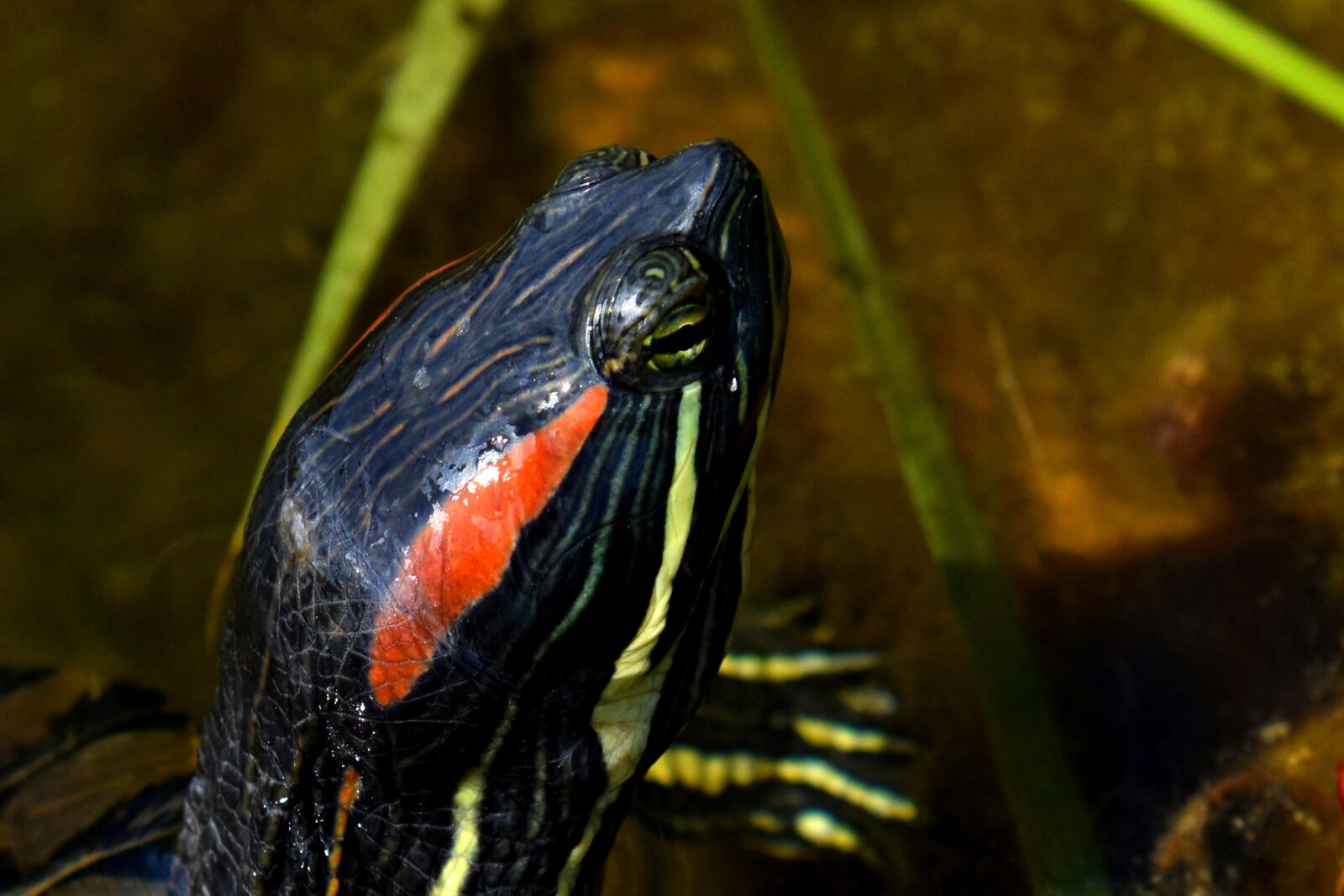 Nikon D3500 sample photo. Turtle, head, animal photography