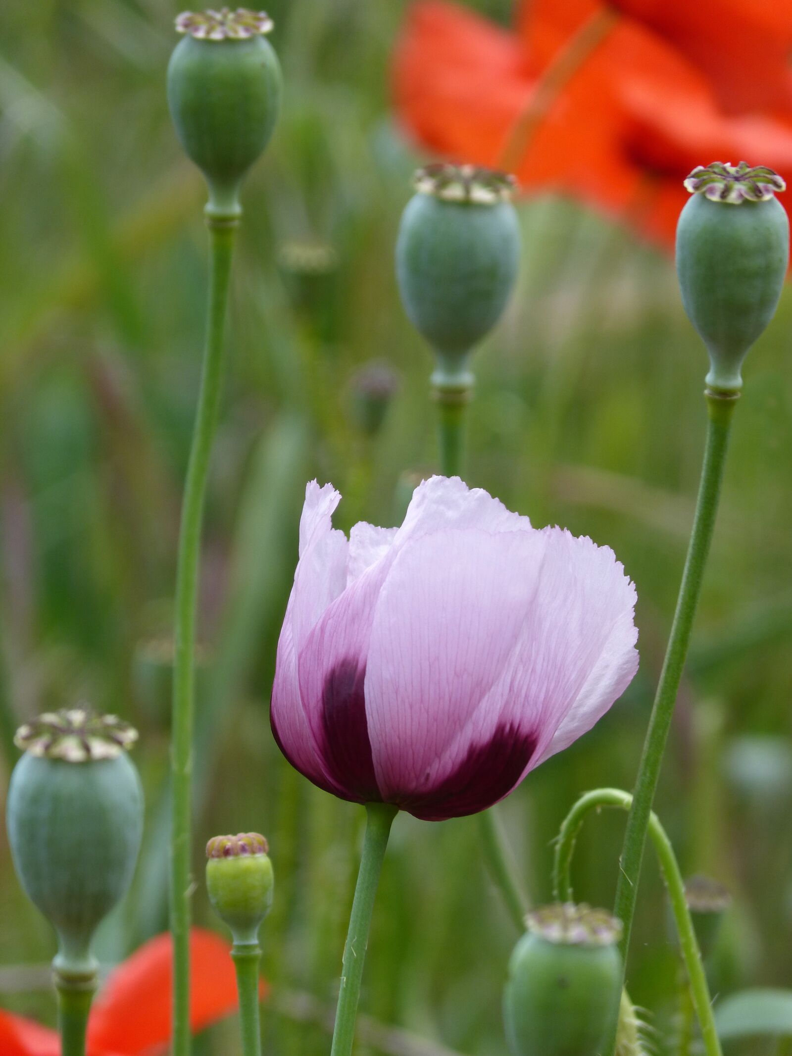 Panasonic DMC-FZ62 sample photo. Papaver somniferum, gravel, poppy photography