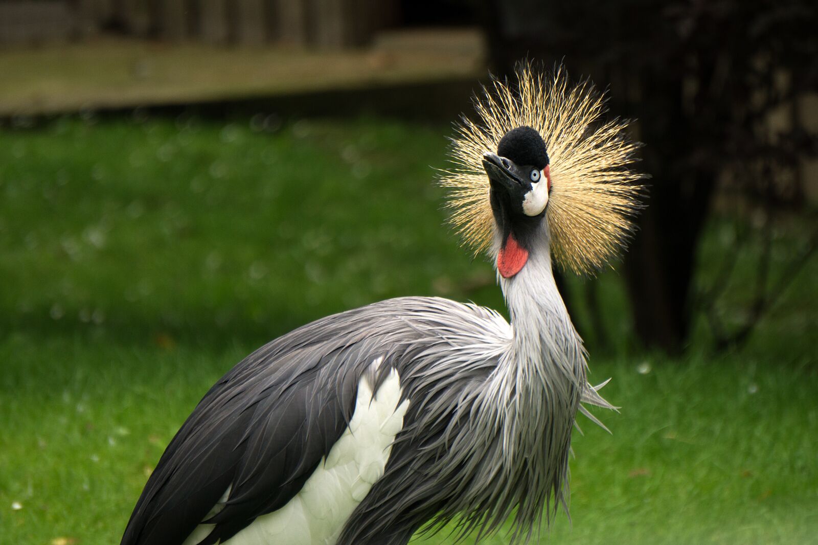 Sony E 55-210mm F4.5-6.3 OSS sample photo. Bird, animal world, animal photography