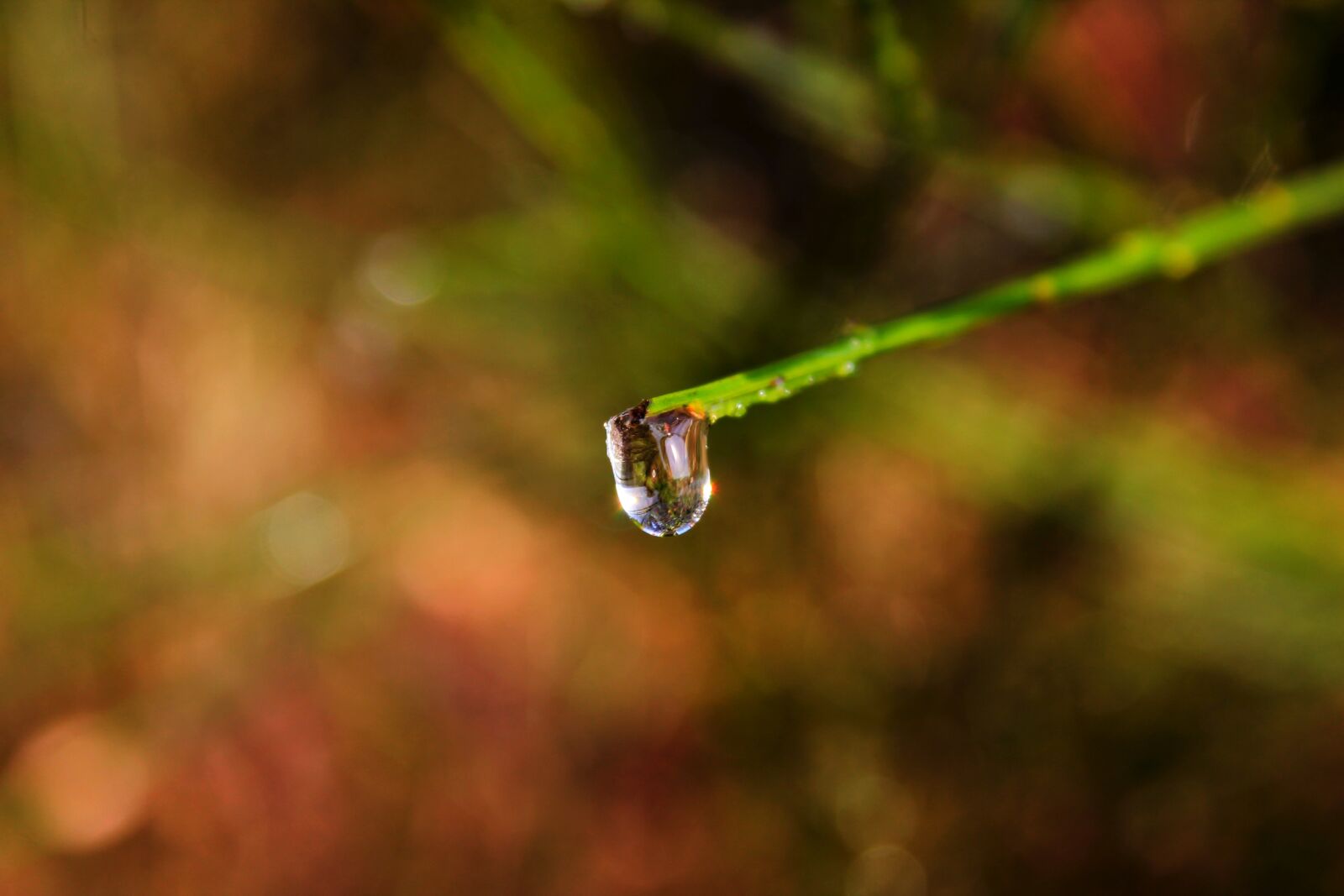 Canon EOS 1100D (EOS Rebel T3 / EOS Kiss X50) sample photo. Drip, nature, branch photography