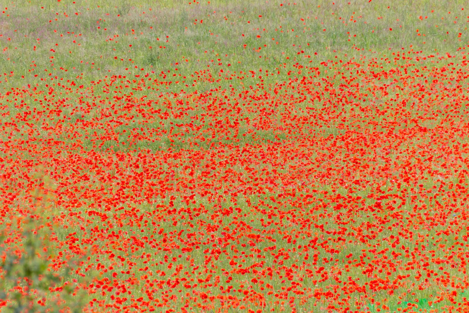 Canon EOS 650D (EOS Rebel T4i / EOS Kiss X6i) sample photo. Field of poppies, poppy photography