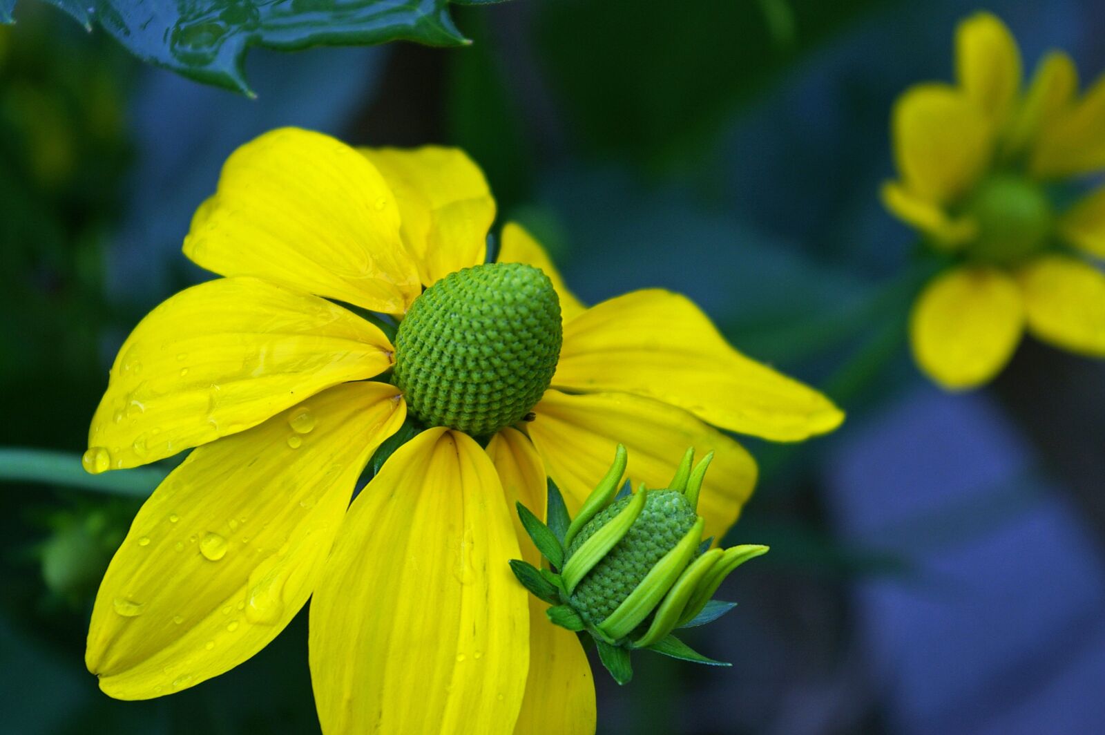 Pentax *ist DL2 sample photo. Coneflower, yellow flowers, yellow photography
