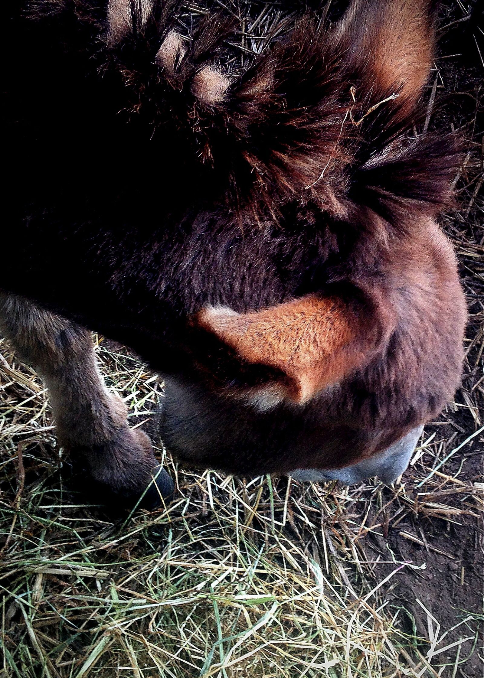 iPhone 5c back camera 4.12mm f/2.4 sample photo. Animal, donkey, farm, straw photography