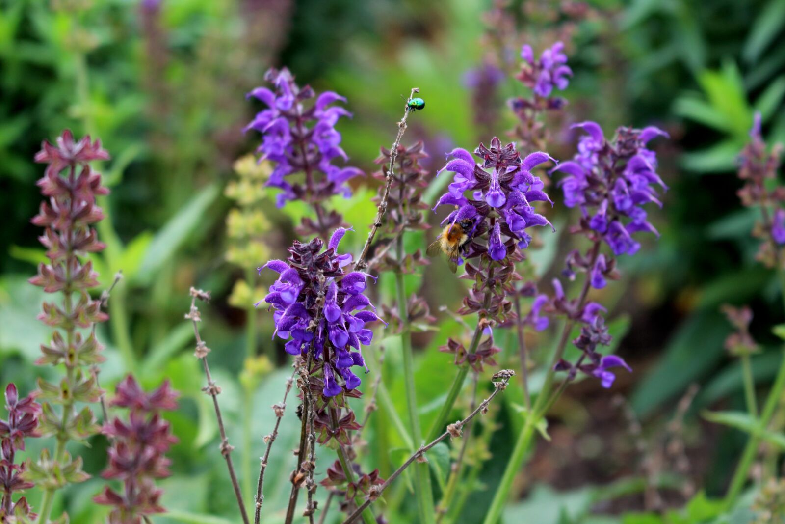 Canon EOS 700D (EOS Rebel T5i / EOS Kiss X7i) sample photo. Purple, violet, flower photography