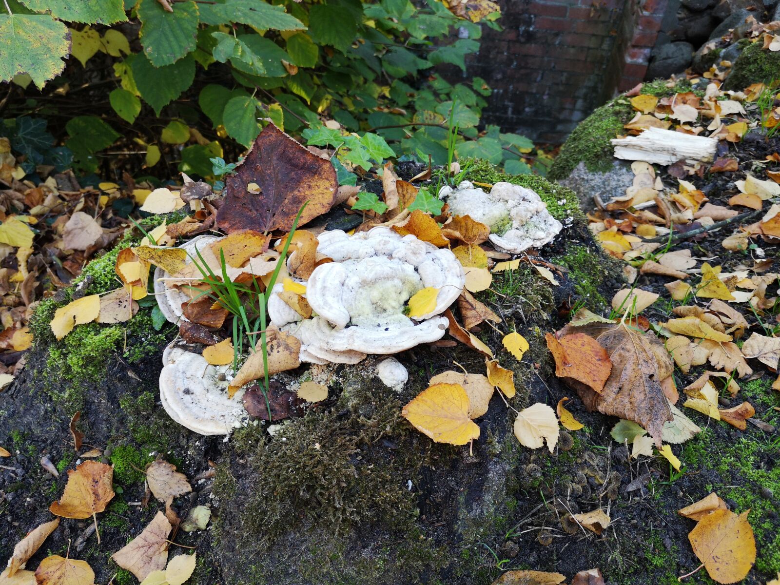 HUAWEI P20 sample photo. Autumn, fall, leaves photography