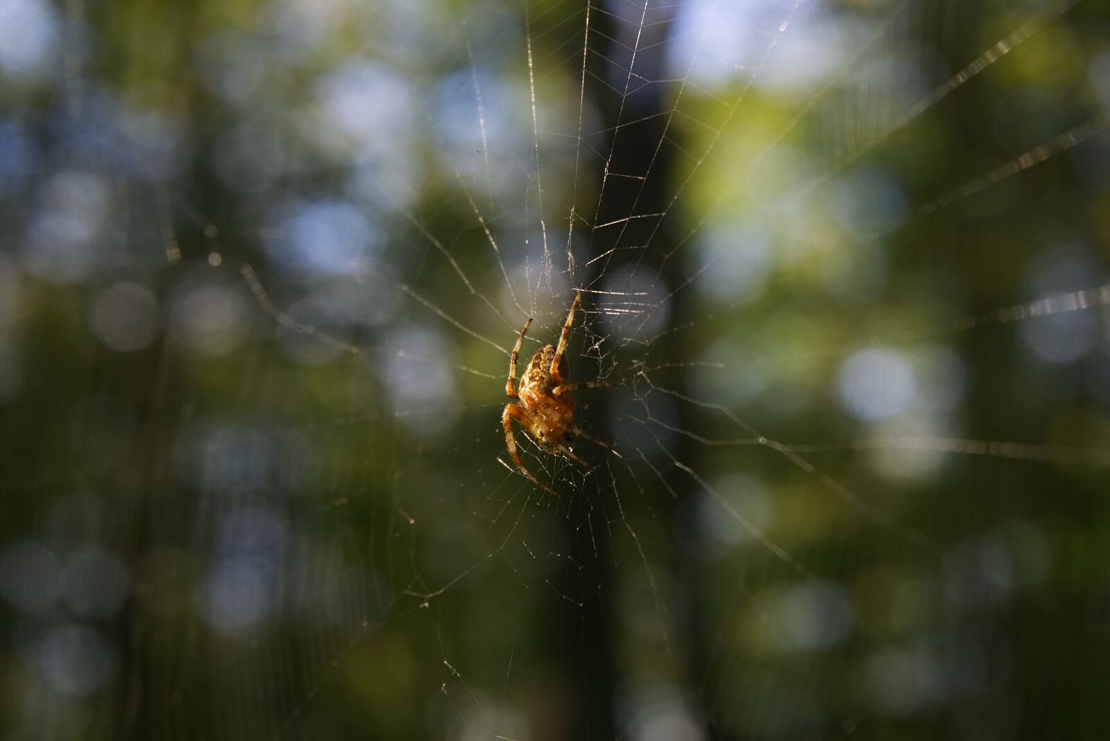 Sony a6000 sample photo. Spider, forest, spider web photography