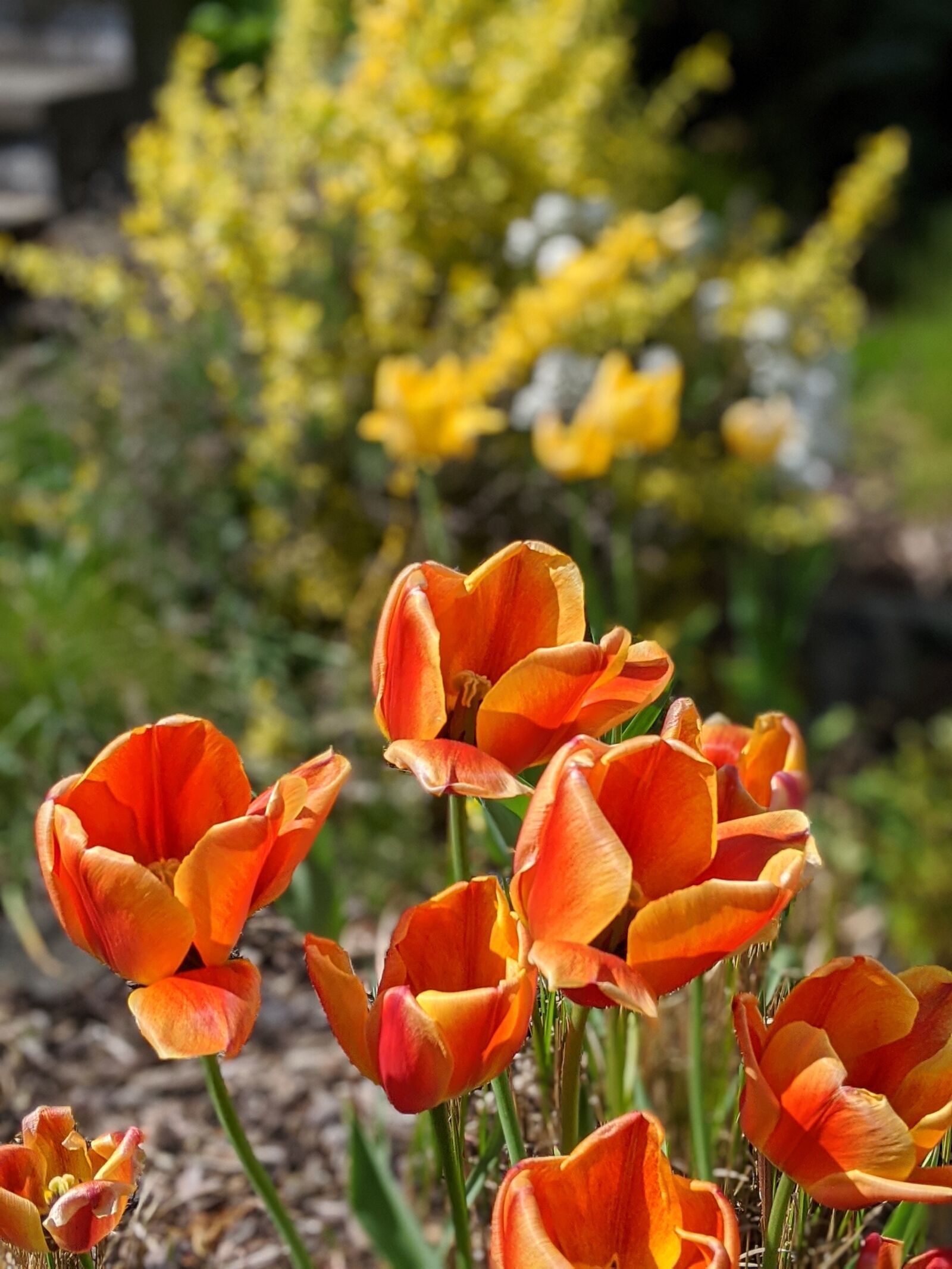 Google Pixel 3a sample photo. Tulip, flower, colorful photography