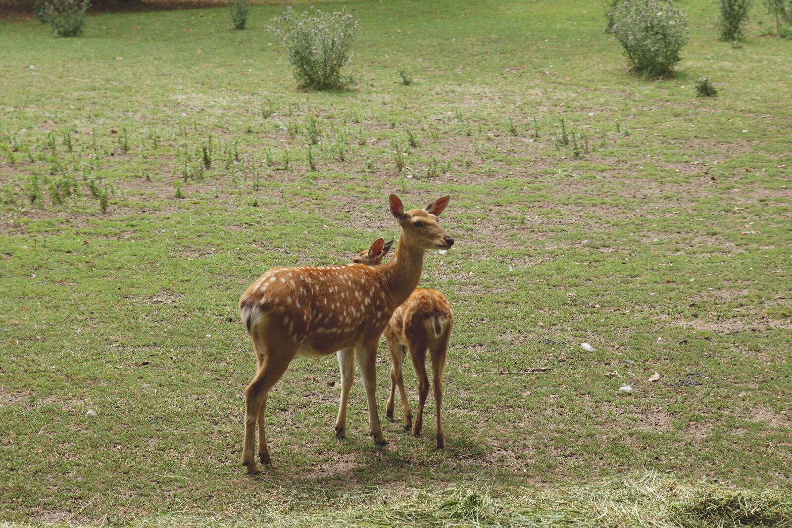 24-70mm F2.8-2.8 SSM sample photo. Animals, cute, deer, fawn photography