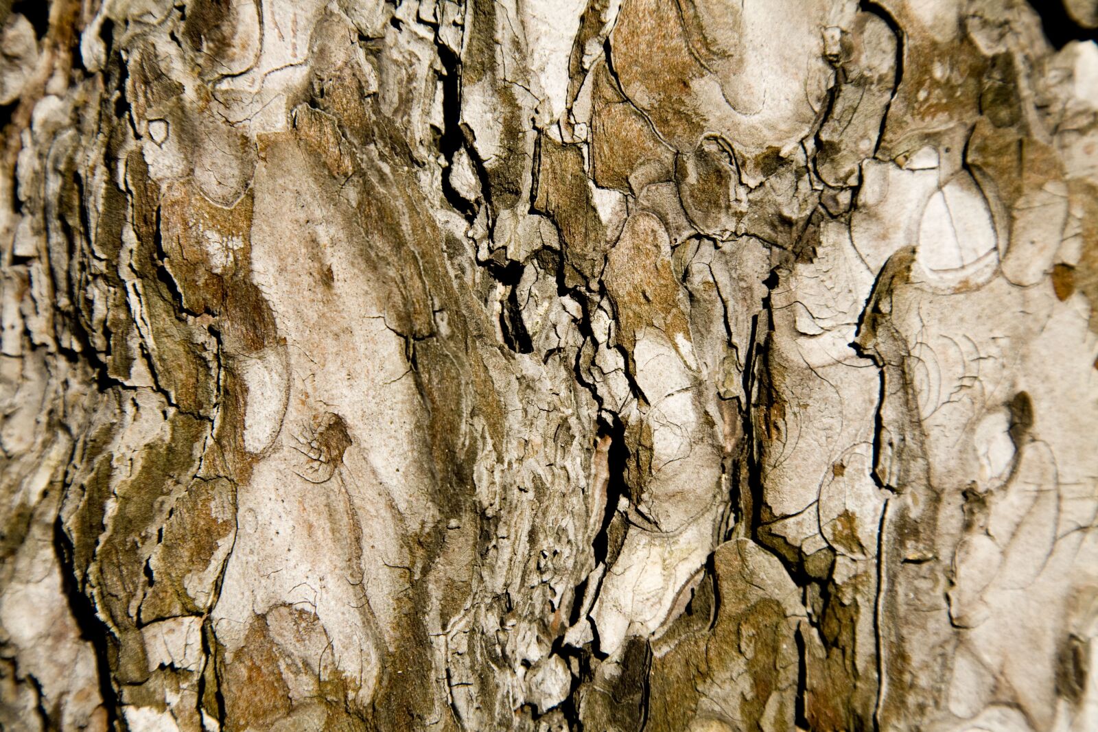 Canon EOS 5D sample photo. Tree, texture, brown photography