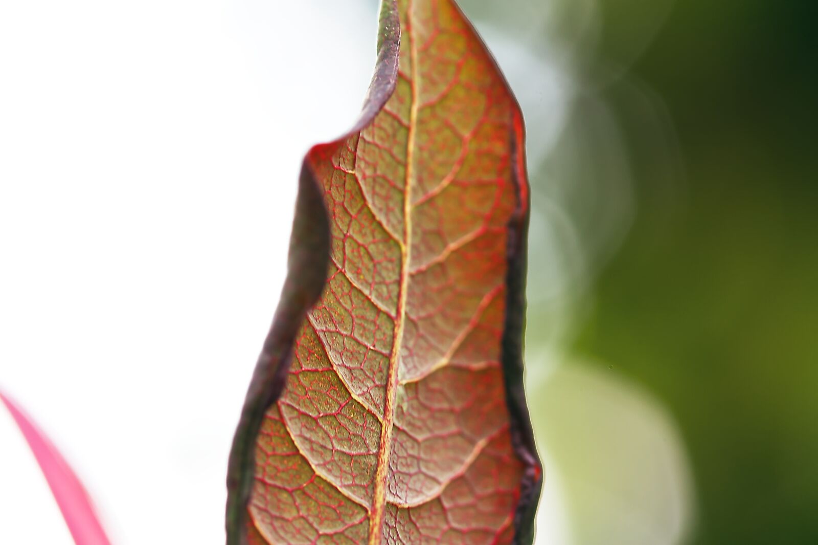 Canon EOS 450D (EOS Rebel XSi / EOS Kiss X2) sample photo. Leaf, nature, forest photography