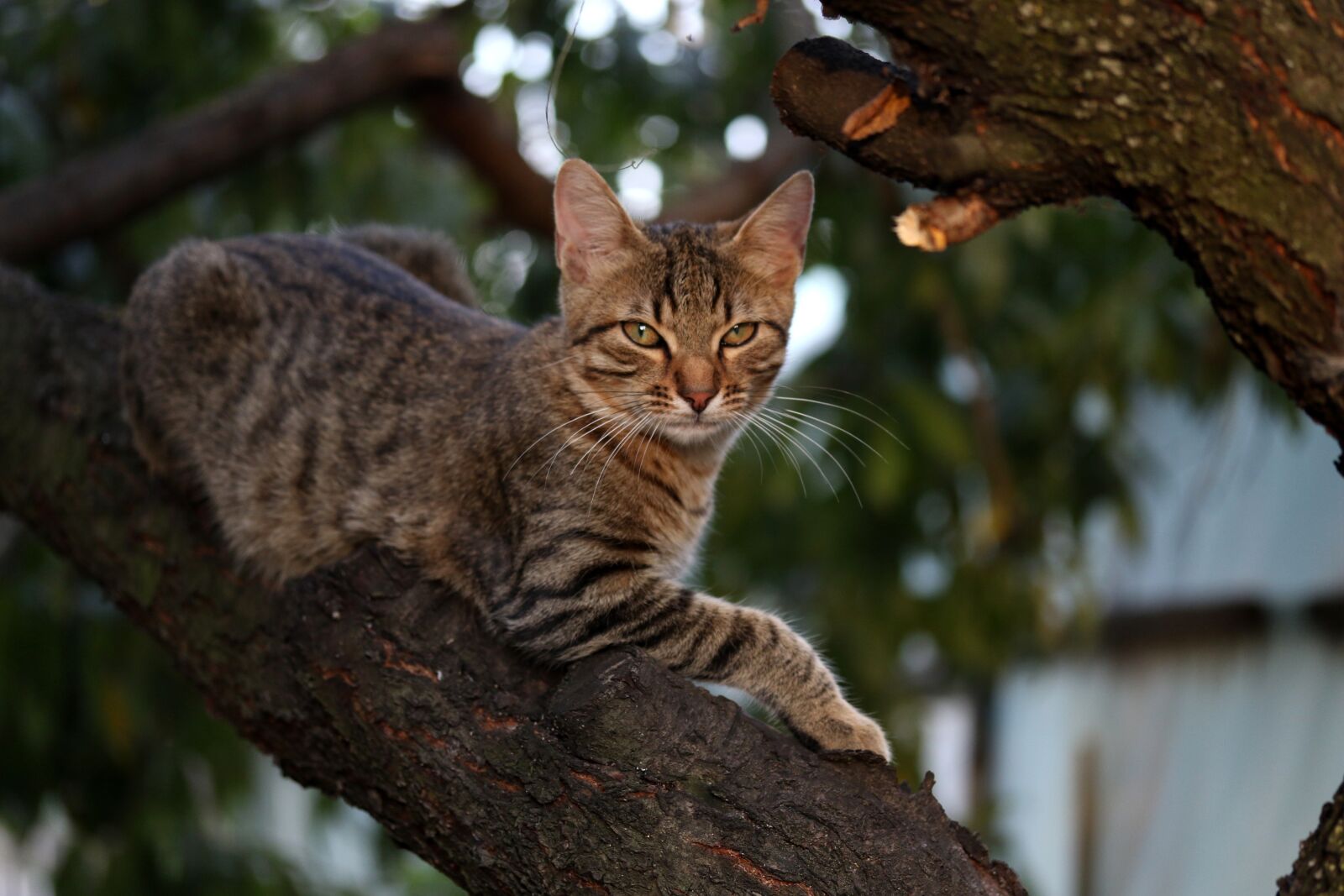 Canon EF-S 60mm F2.8 Macro USM sample photo. Cat, small, cute photography