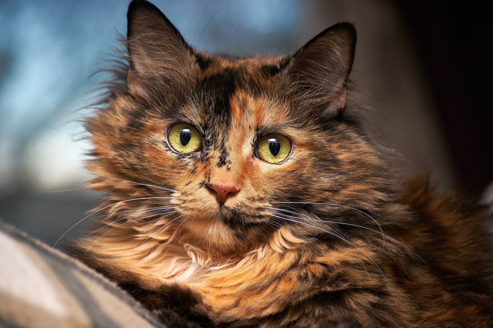Sony Alpha DSLR-A390 sample photo. Cat, pet, furry photography