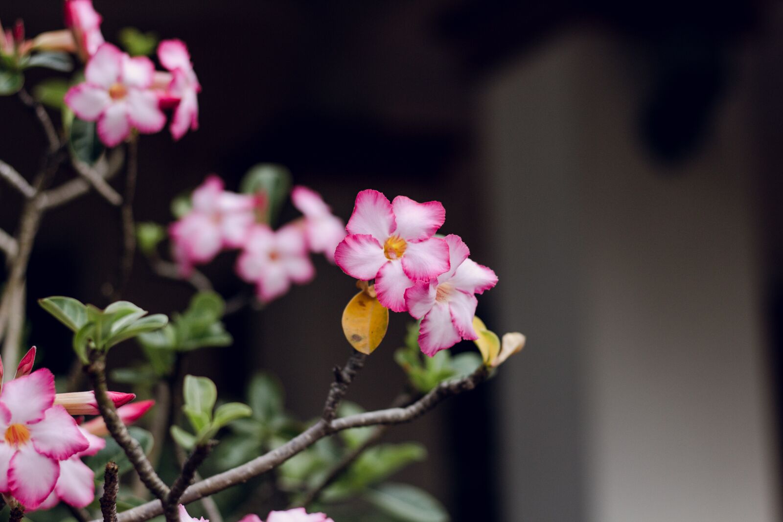 Canon EOS 700D (EOS Rebel T5i / EOS Kiss X7i) + Canon EF 50mm F1.8 STM sample photo. Invited to visit, flower photography